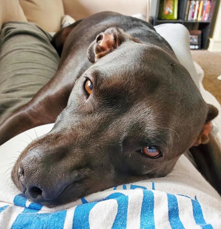 感受下来自萌宠们爱的凝视