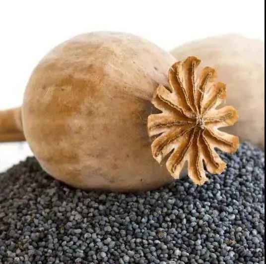 定兴肖村一村民误种罂粟