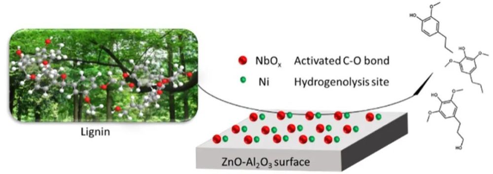 木质素的自我介绍