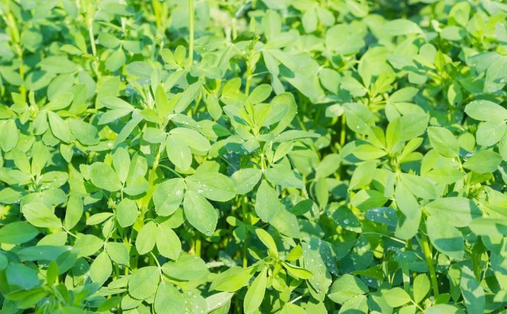 养殖必备牧草 紫花苜蓿种子多少钱一斤 一亩地需要多少斤 腾讯新闻