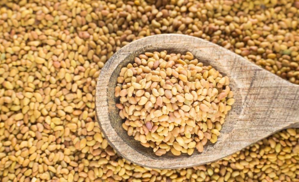 养殖必备牧草 紫花苜蓿种子多少钱一斤 一亩地需要多少斤 腾讯新闻