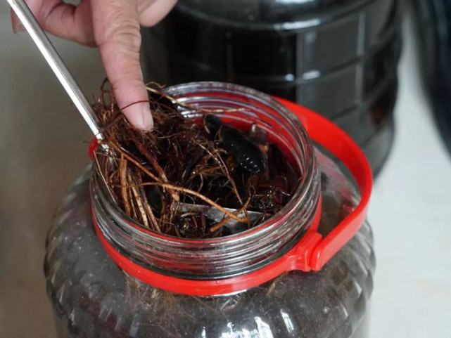 俗称地乌龟民间常用来泡酒晒干500元一斤农民却不敢养