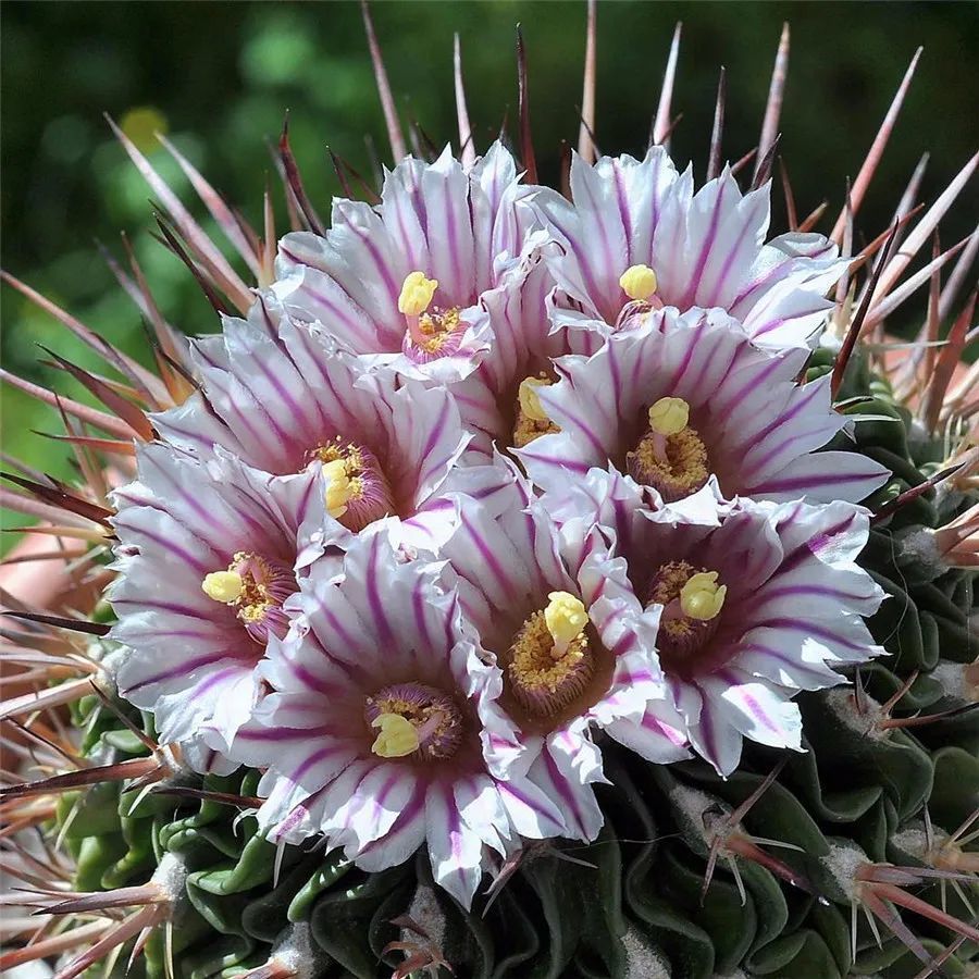 满身都是刺还那么娇艳