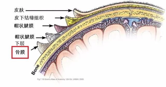 头颅血肿是头部骨膜下的血管破裂,血液聚集在骨膜下导致的.