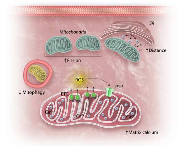心肌细胞老化与心脏保护