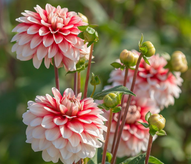 最受欢迎的4种花,价格便宜花期长,花朵硕大特漂亮,人见人爱!