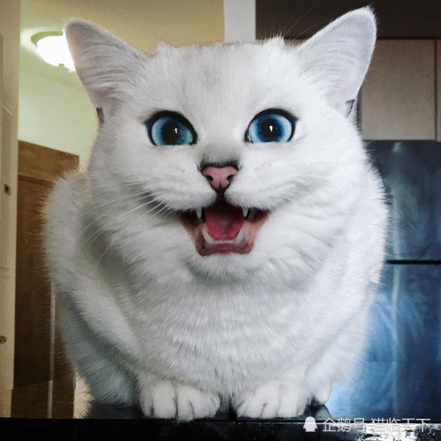 英国排名第一的纯种猫,有着深具感染性的微笑,性格随和冷静又可爱