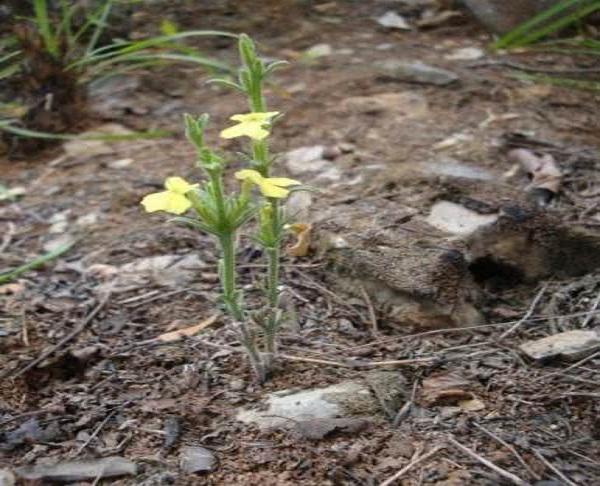人称"火草",过去长在庄稼地里,现在一斤卖千元,能种植吗?