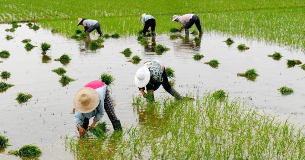 余江人,老家栽禾了,你还会下田插秧吗?