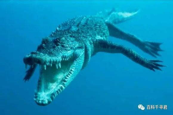 洛龙是最大的湾鳄吗?当然不是,比它更大的至少还有6条