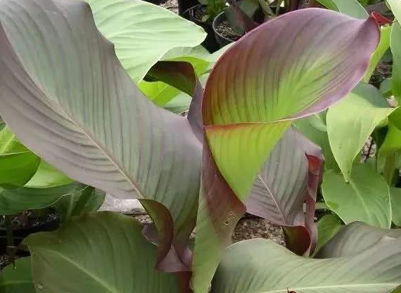 人稱美人蕉,曾在農村大量種植,能吃也能做味精,如今成觀賞植物