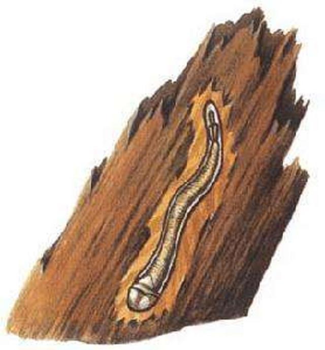 船蛆是软体动物,酷似蠕虫,身体前端有两个对称的白色贝壳,又名凿船贝.