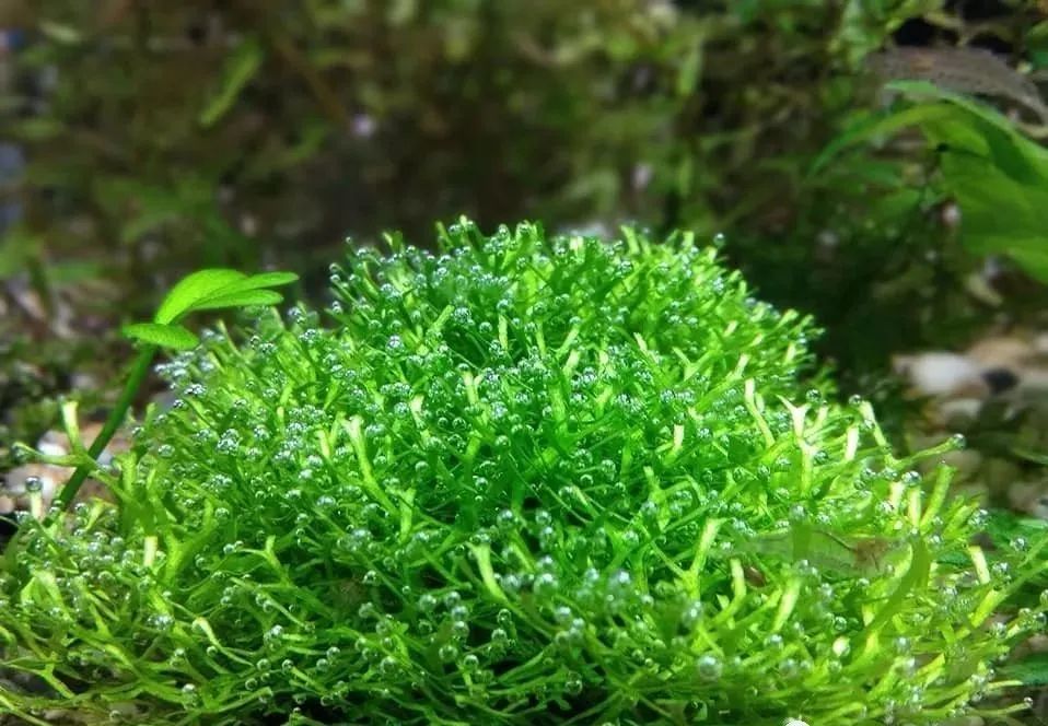 四,小美凤五,迷你美凤苔六,大美凤(大凤尾苔)七,珊瑚莫丝八,翡翠莫斯