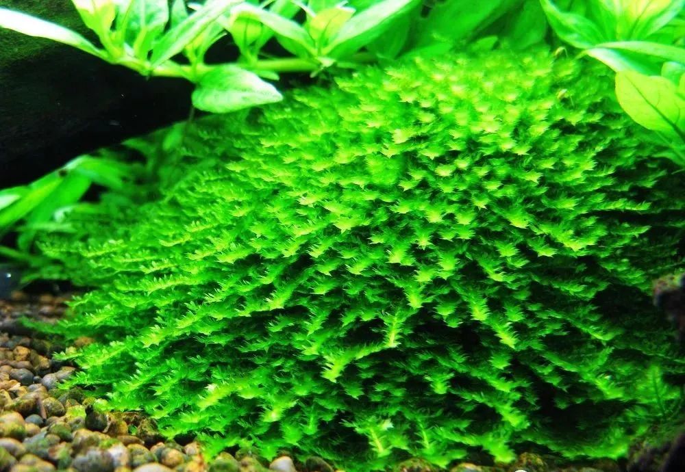 水草缸里的造景大咖莫斯品种