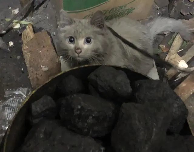 高颜值田园猫,挖煤滚泥,主人不忍斥责,因为它实在太好看了