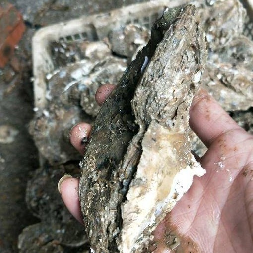 中国小伙第一次吃生蚝差点被套路还好迪拜朋友救场