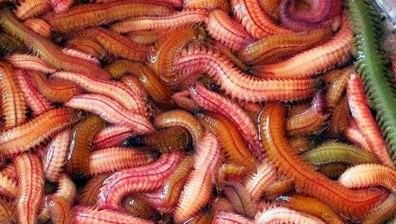 顾客吃鲍鱼吃出蠕动的虫子厨师高蛋白能吃网友这次厨师说的对