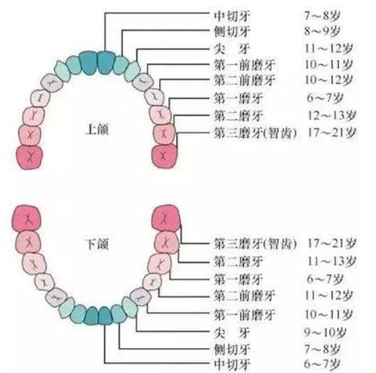 牙齿三个关键期千万别错过否则毁掉孩子一口好牙