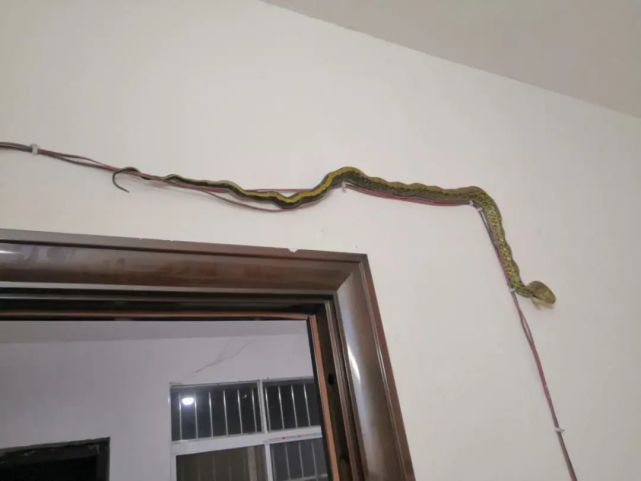 隐身蛇大胆蛇贪吃蛇就没蓝朋友降伏不了的