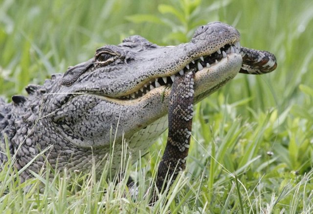 实拍饥饿短吻鳄吞食乌龟和蛇