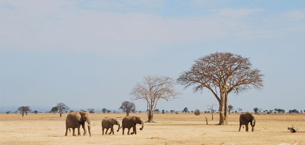 中国神器"拯救"非洲旱季期,在当地成网红产品,年销300万吨