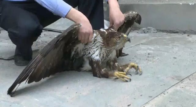 鸡圈里来了"贵客"|白河县|白河县林业局|麻虎镇