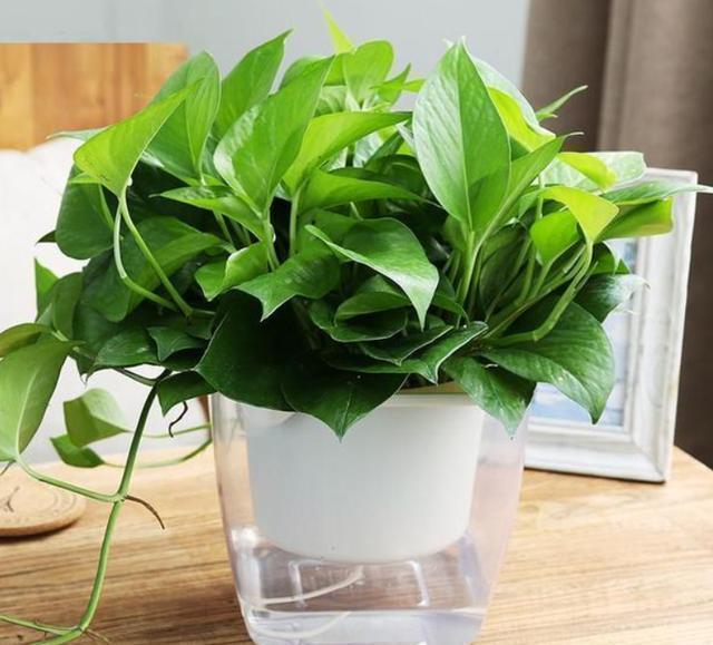 怎么把绿萝养得油亮亮做好这几点枝繁叶茂绿叶爆盆