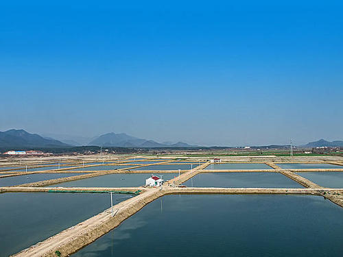 农村养鱼为何会在鱼塘里放很多的竹枝和木桩呢