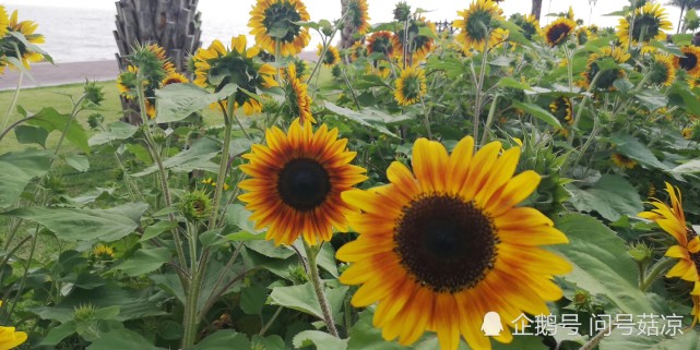 打卡向日葵 茫茫一片清新一夏 向日葵 一年生草本植物 菊科