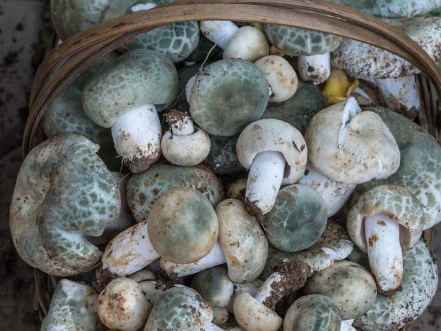 采摘期仅4个月雨后松树林下很多市场60元一斤遇到别错过