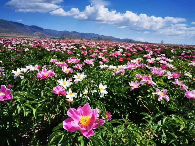 這兩天,位於伊寧縣喀什鎮的伊犁天山花海國家農業公園裡的千畝芍藥花