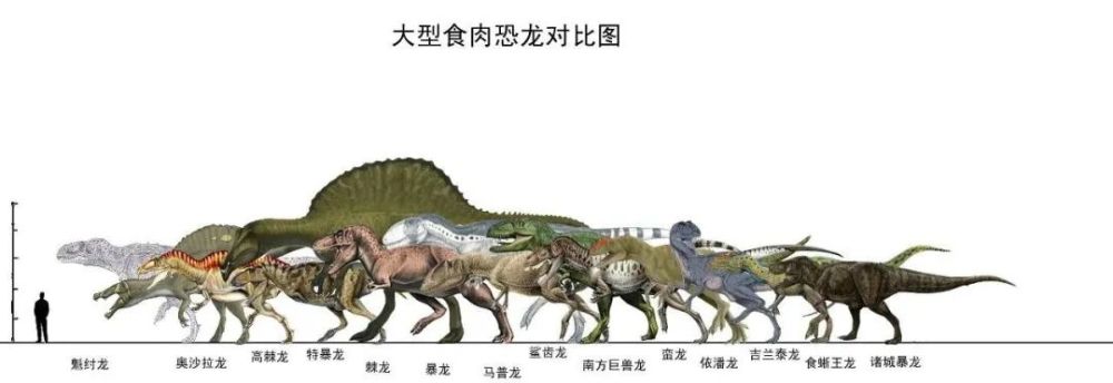 食肉恐龙对比图(来源:网络)临河盗龙生活在距今8400~7200万年前的白垩