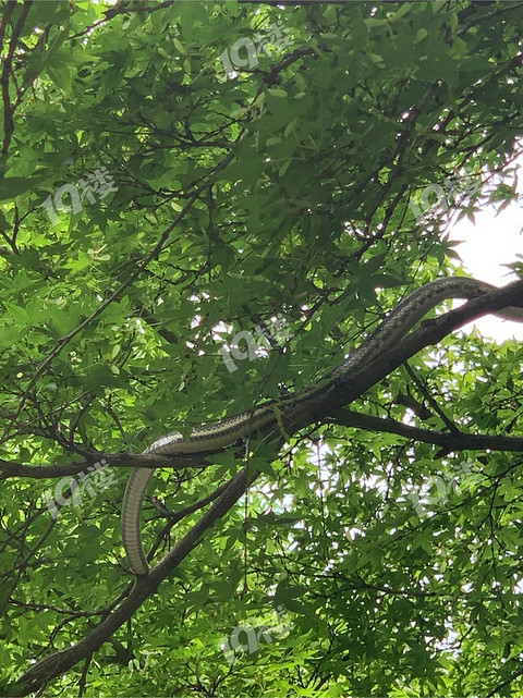 嘉兴瓶山公园这条上树的蛇火了!网友:下凡来渡个劫而已_腾讯新闻