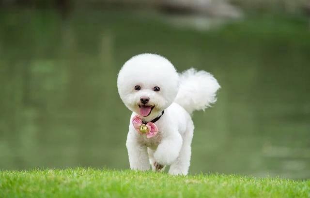 各位网友可能都以为是真的妹妹,原来是狗狗妹妹啊.