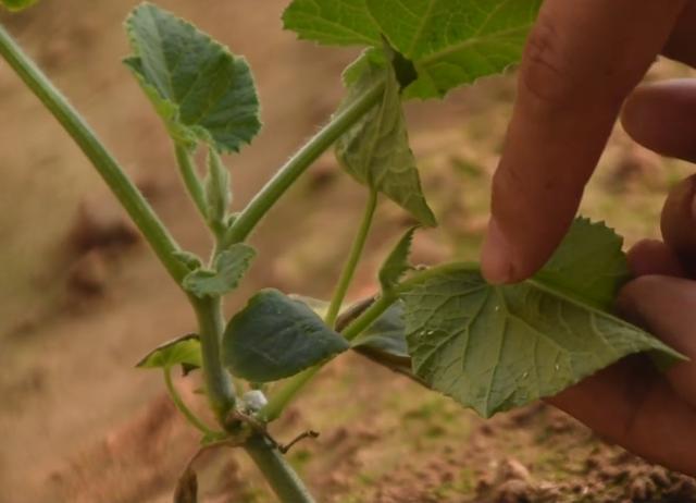 白粉虱|为啥白粉虱防治不住？乱打药就错了，记住两点，杀虫效果好