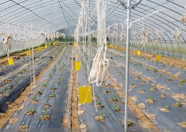 白粉虱|为啥白粉虱防治不住？乱打药就错了，记住两点，杀虫效果好