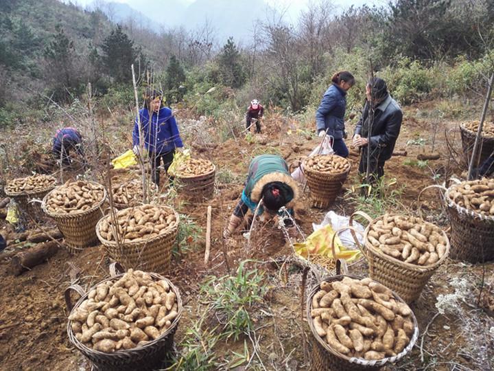 當今農村價值2千元1斤的極品寶貝,農民採收它月入數萬,畝產值超十萬