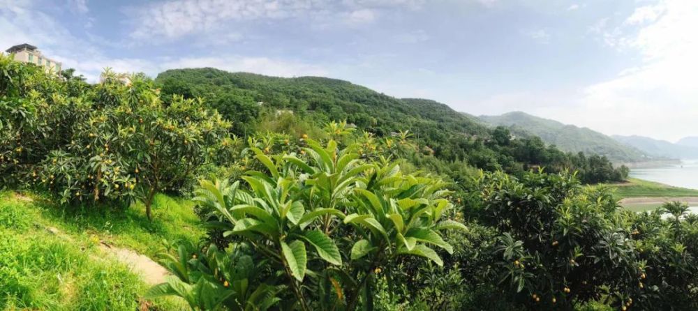 当下,安康瀛湖清泉村枇杷园里硕果压枝,举目远望,层层山峦满目葱翠,看