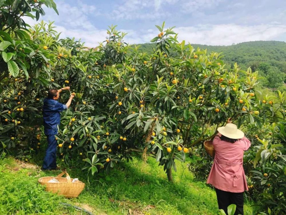 枇杷熟了又大又甜的枇杷想不想吃想吃就来这里摘