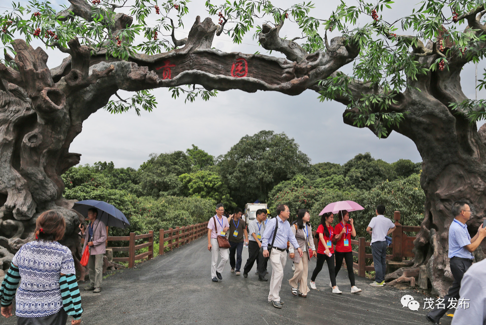 高州根子鎮柏橋村有一個老荔枝園叫貢園,成園於隋唐年間,內古荔叢生