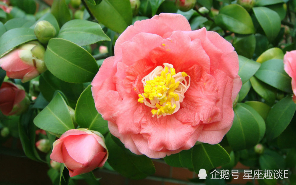 5月日星座运势 双子热情似火 天秤注重细节 双鱼幽默风趣 腾讯新闻