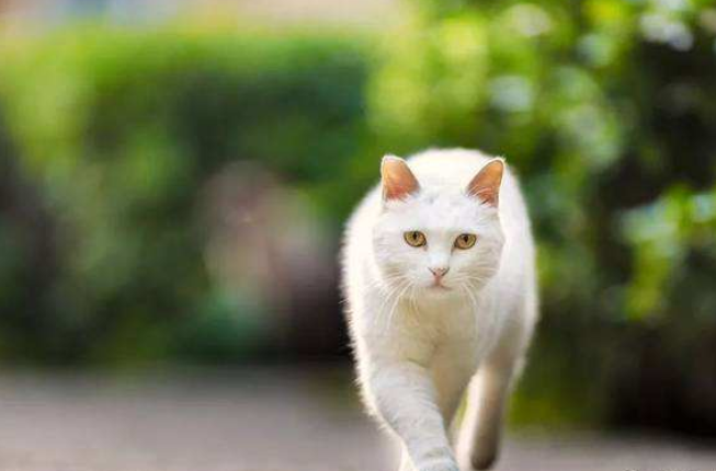 猫咪走"正宗"猫步,步伐六亲不认!真是太霸气了