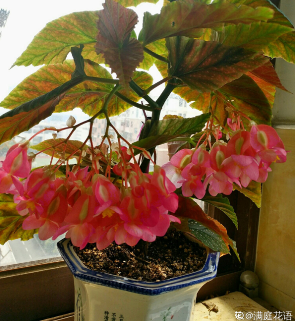耐阴怕晒的花 一晒叶子就发黄干裂 放阴凉地养得好 竹节海棠 花盆