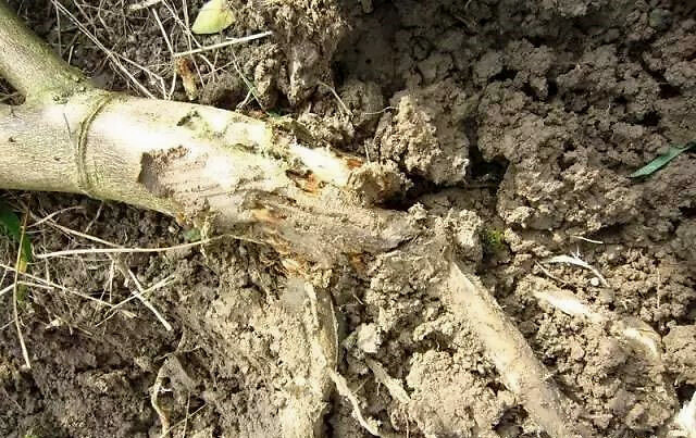 果树黄叶死苗烂根怎么用药?"根小子"预防重茬根腐