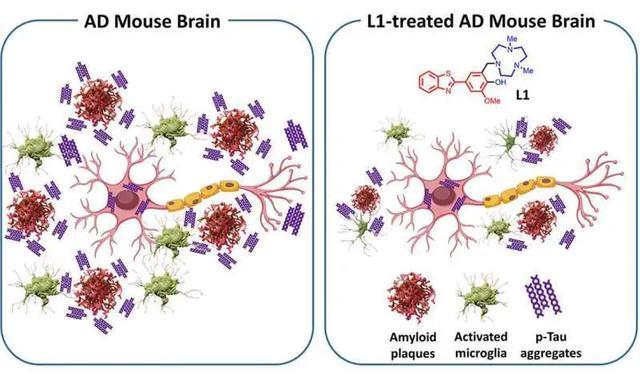 一种多功能化学剂减少与阿尔茨海默病相关的多种病理