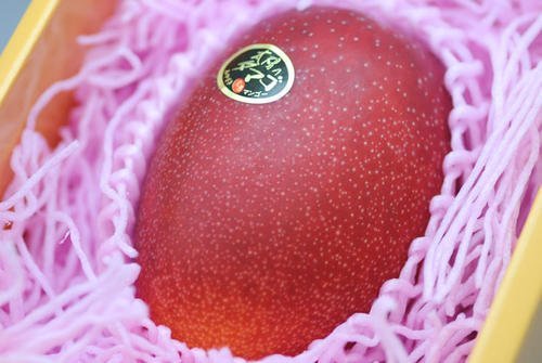 日本的"太阳之子"芒果,曾卖出1.2万元天价,为啥会卖这么贵?_腾讯新闻