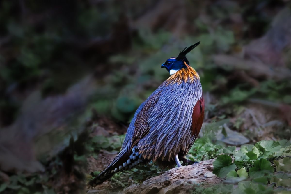 九寨沟发现稀有勺鸡,柳叶形羽毛像血稚,常在崎岖山路上大步跑
