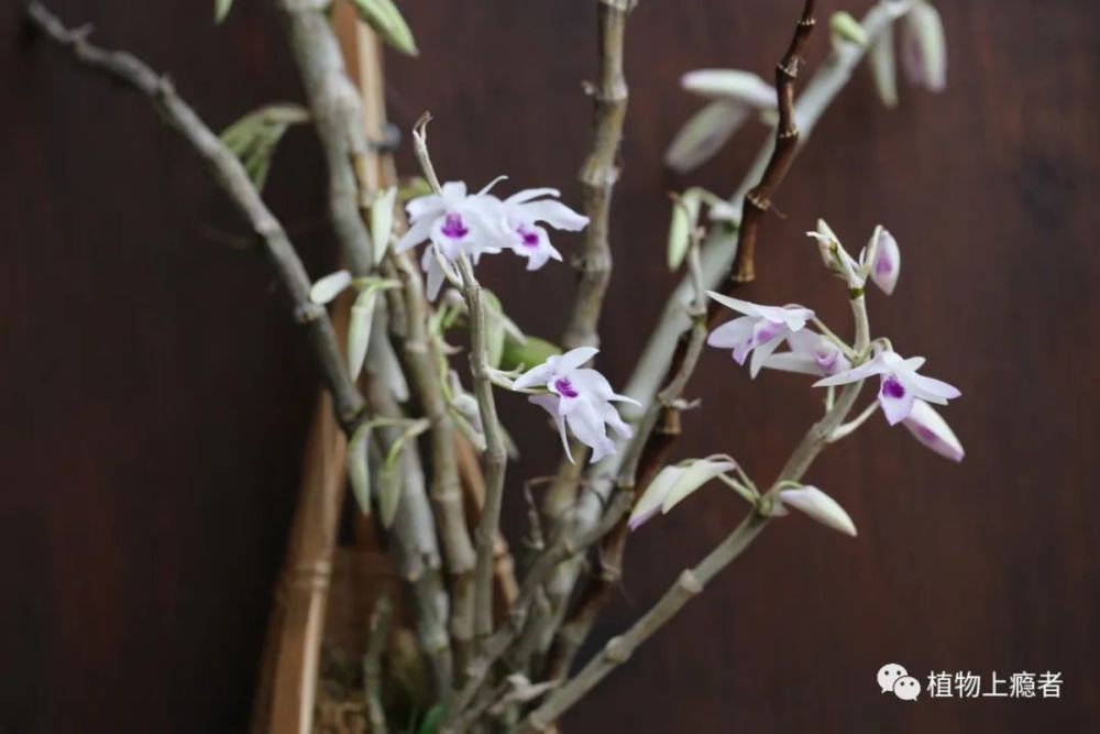紫婉石斛与鼓槌石斛 端碗艺术家 来了 腾讯新闻