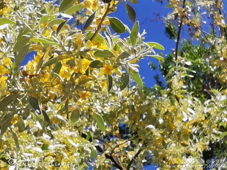 沙枣花 可能是每个兵团人最深的记忆 腾讯新闻