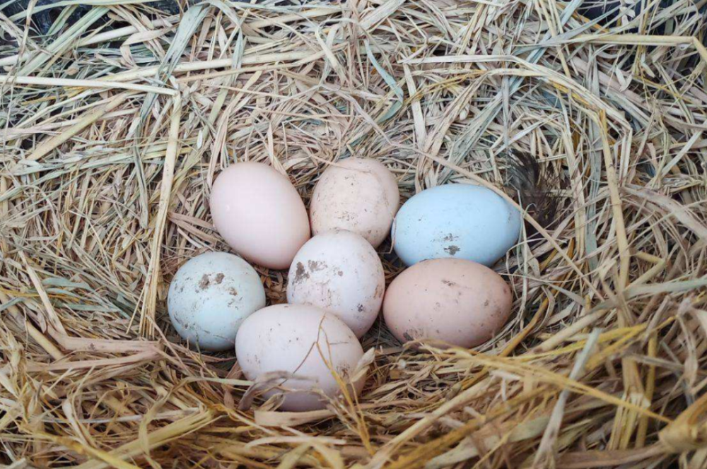 那些年,农村这样"抢救"吃了农药的小土鸡